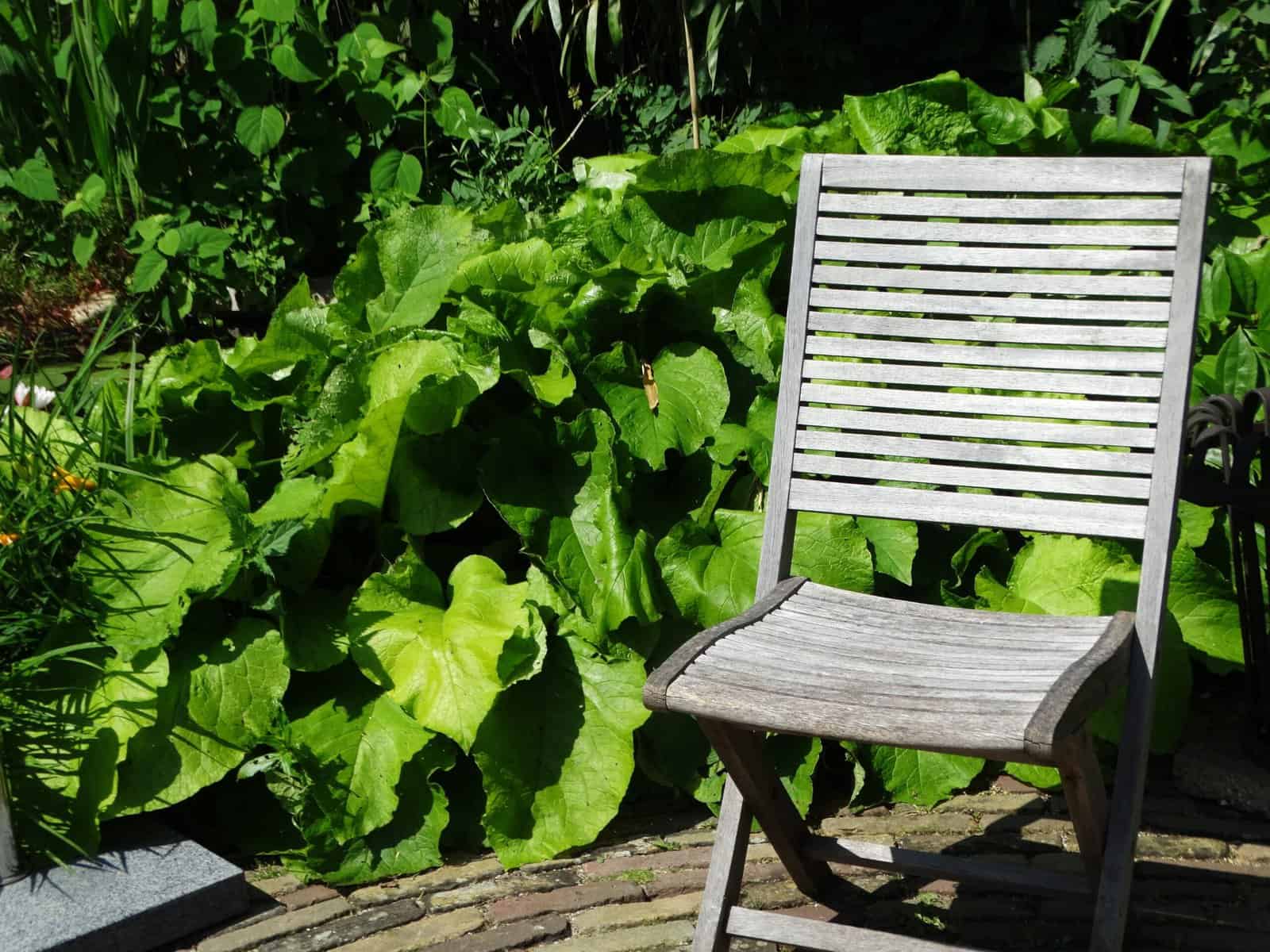 Houten tuinbank in een groene, landelijke tuin met grote bladeren.