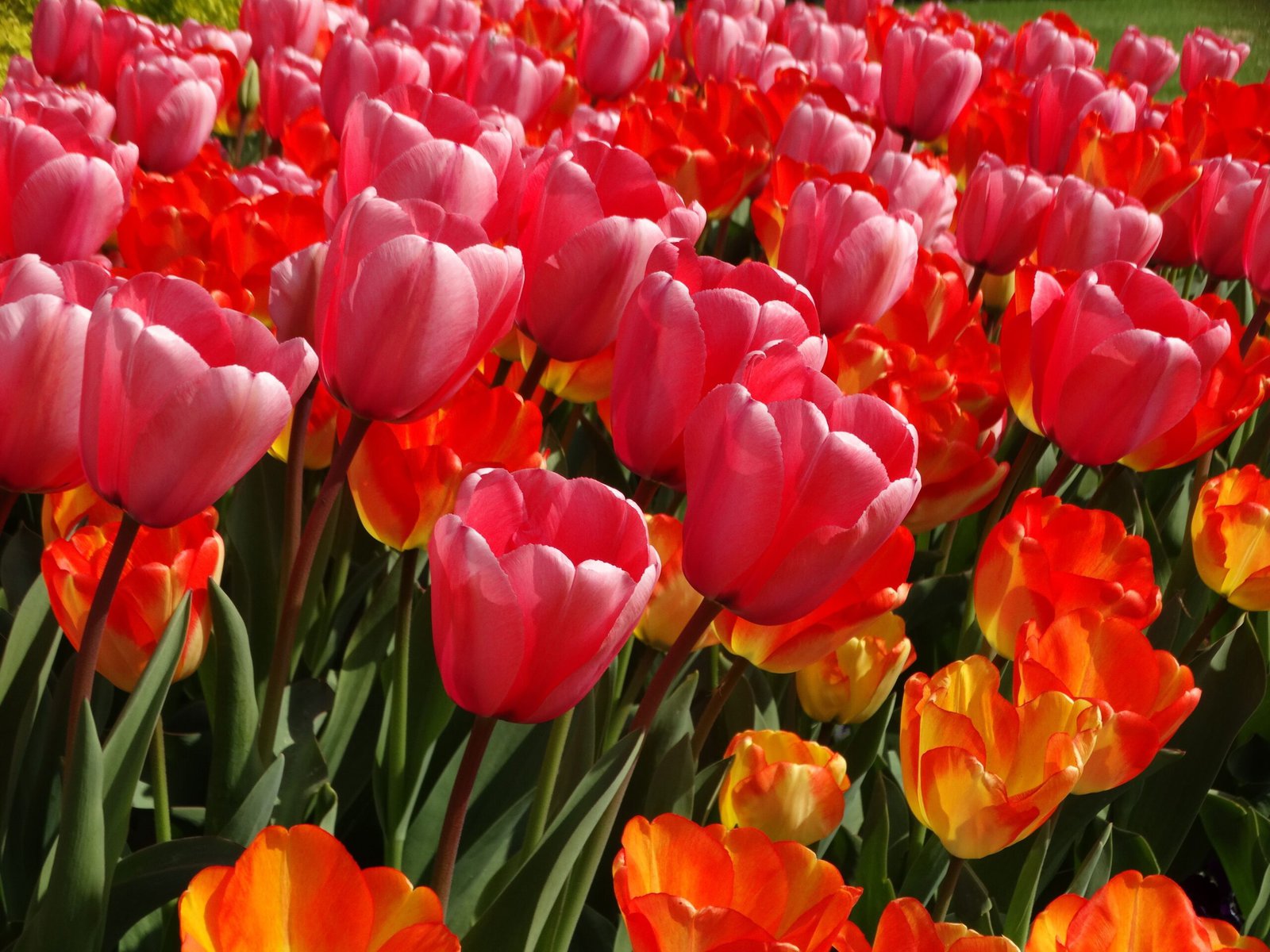 jpeg-optimizer_tulpen-bijzondere-kleur-combinatie